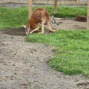 Meet your Posher, Dimetrius